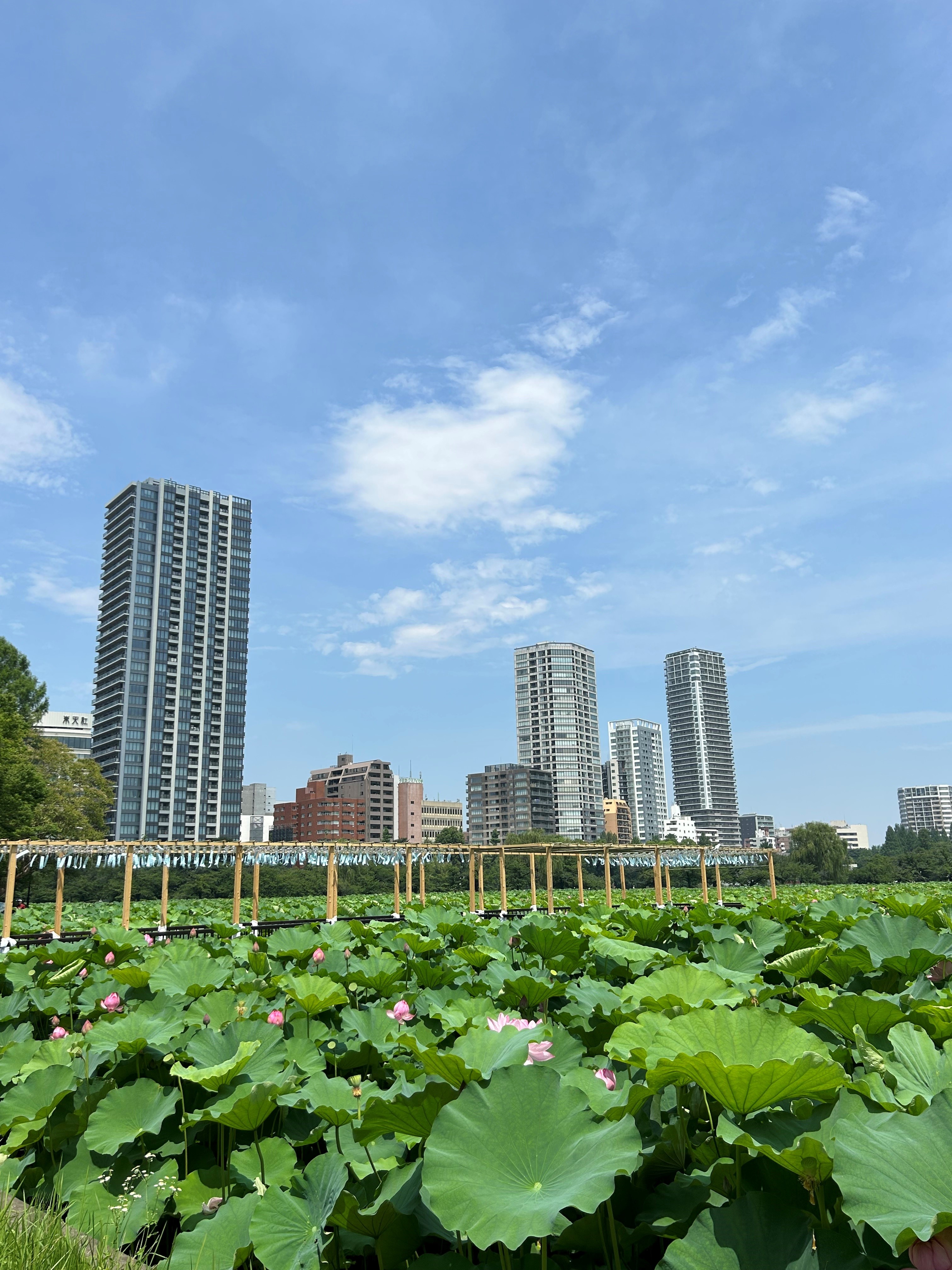 20240707-hana2.jpg
