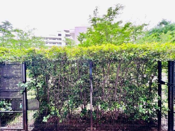 Brillia ist 三軒茶屋 ﾌﾞﾗｯｻﾑﾃﾗｽの画像8
