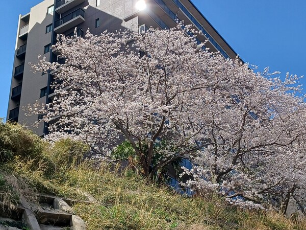 外観：Ｍ棟前には桜が咲き、お部屋からも桜をお楽しみいただけます。