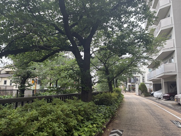 マンション西側、河川沿いの道路と桜並木。
